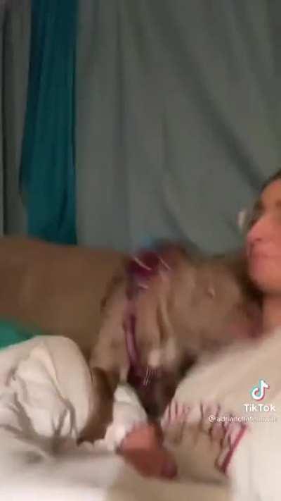 Velvet Hippo responds to owner’s bark