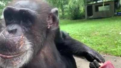 Tatu is enjoying a cherry popsicle at The Fauna Foundation Sanctuary in Canada
