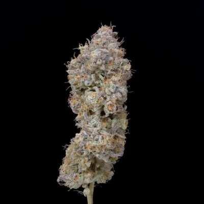 I do not take pictures of weed for a living… yet. I did breed this strain, grow this bud, and shoot this video! I hope you all enjoy!