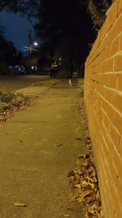 When Cat Meets Bowie