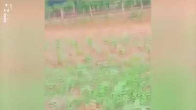 Is it a bird? Is it a plane? No, it's.. Sri Lanka Man!