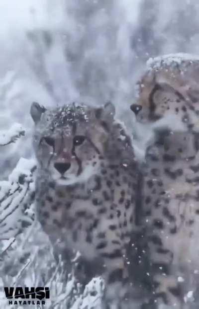 Cheetahs caught in South African snowstorm.