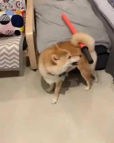 Found a Zacian making itself ready for battle!