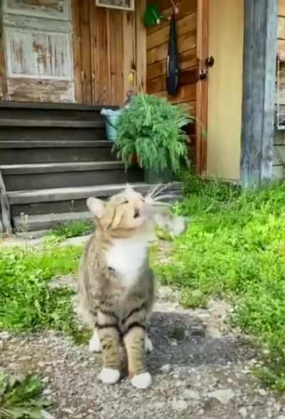 Том и Джери