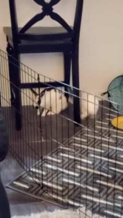 I guess they can smell us making banana bread 😅