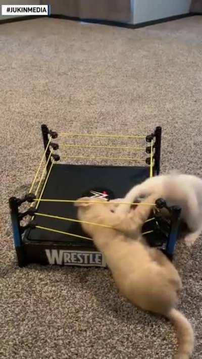 Big match of the day, Some say it's faked..