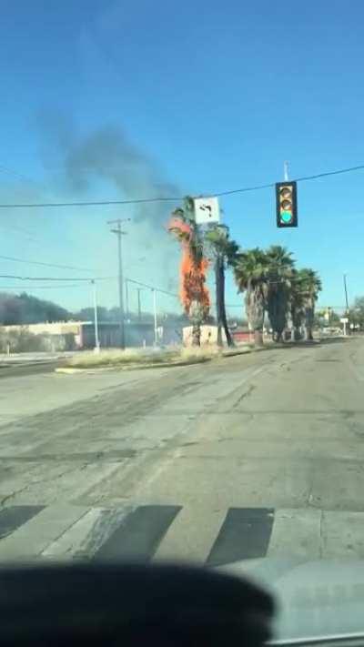 Random palm tree fire in Texas