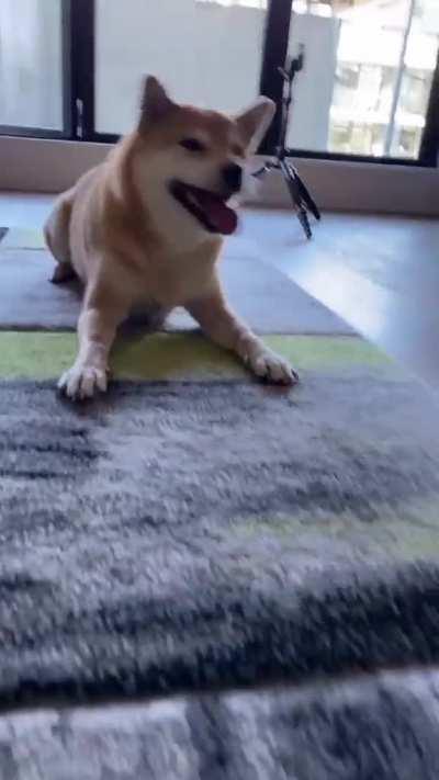 Much Tricks, Such Amaze, Very Wow