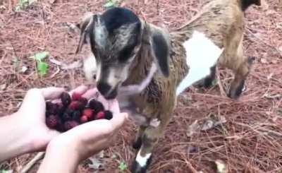 Monke and goat best friends