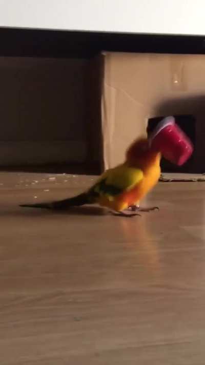 My parrot has gone completely mad! 😂