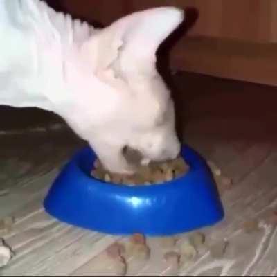 monch cronnnmfch mrnch