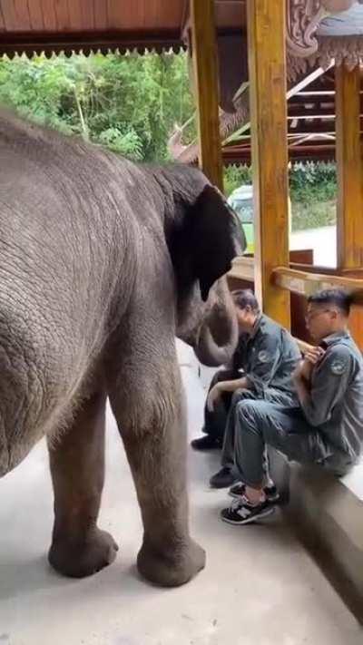 Cheeky elephant stealing snacks!