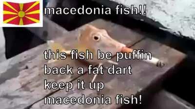 Macezdonia > Grecre, seebjiua, gorgji boosh