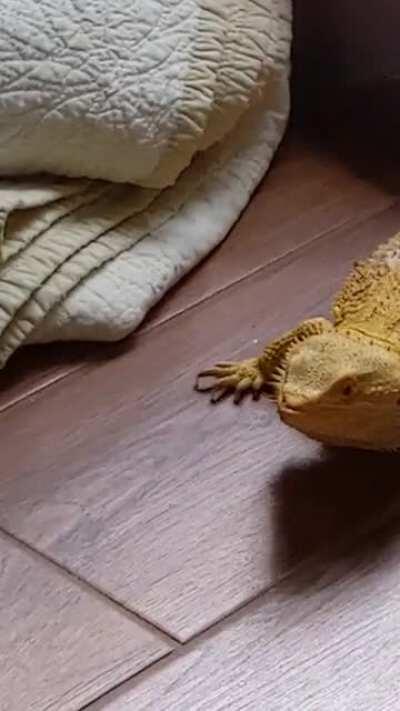 Cosmo's basking bowl and slide are a big hit