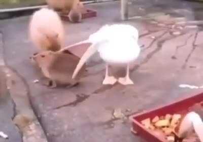 Capivaras são incomíveis.