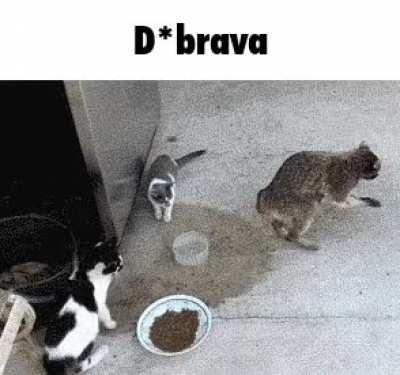 D*brava
