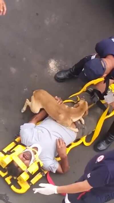 Our dogs are truly amazing ...