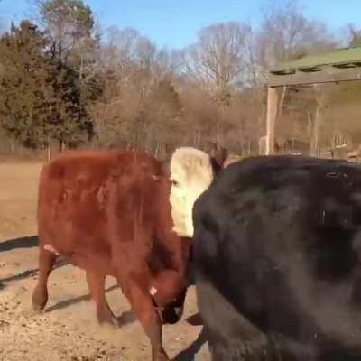 Happy cow tags their buddy to pass on the zoomies