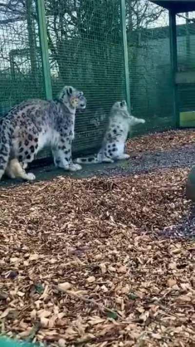 Adorable little ball of fluff