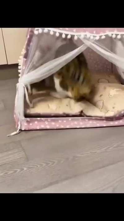 Landlord cat evicting tenant