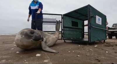 Así regresaron al mar a un elefante marino que había sido maltratado por turistas en Costa Azul