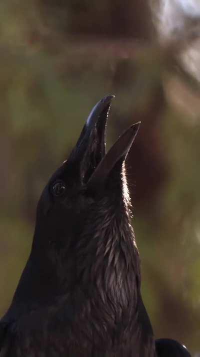 One of the coolest things I've ever seen. I love crows. This is awesome!