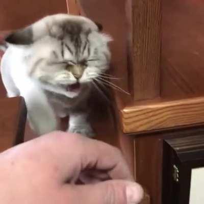 Сука, сука, сука, сука….. (это не Моргенштерн)