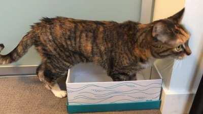 Muffin shares her excitement about turning 17 today!