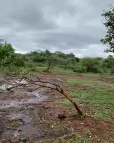 Orphaned Gazelle shows off his slotting skills