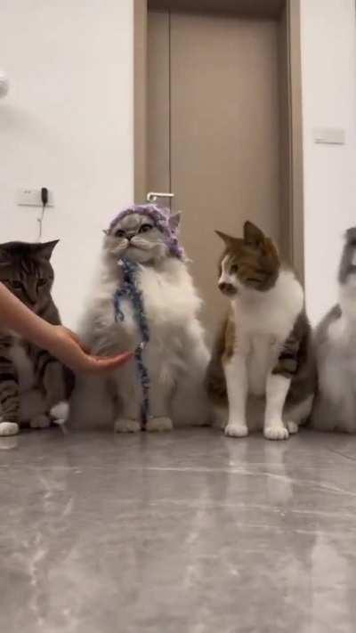 The last cat warned his friend that it's your turn.