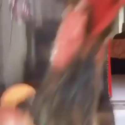 Tamo de volta rapaziada 😎💥💥e de casa nova🏚️🤠🤙Combate de Gallus galinideos nesta sexta feira em👉🐓💥🤜fiquem ligados no gp✌️👀 ADM vai soltar a lista aí a qualquer momento 🤓🤓👋se liga Gallideos do pai😎🤙capa rato🐓✌️o galo mais brabo do galinheiro🐓👊👊10 lutas 6vit