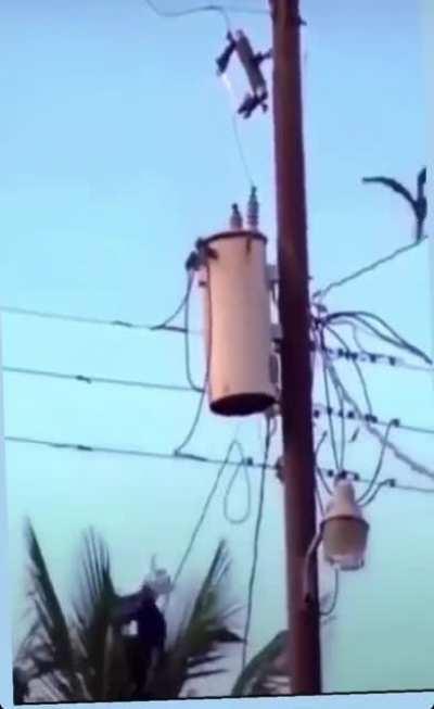 sTorK trIeS tO kiLL pOweR liNe, dIes hiMsElf, EndS aS fOod