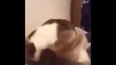 Chomp. AAAAAAAAAAAAAAAAAAAAAAAAAAAA