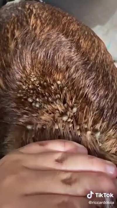 This dog full of ticks