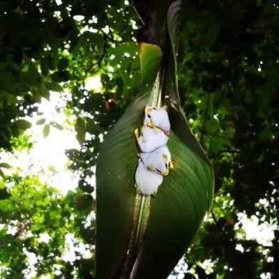 🔥 Honduran White Bats