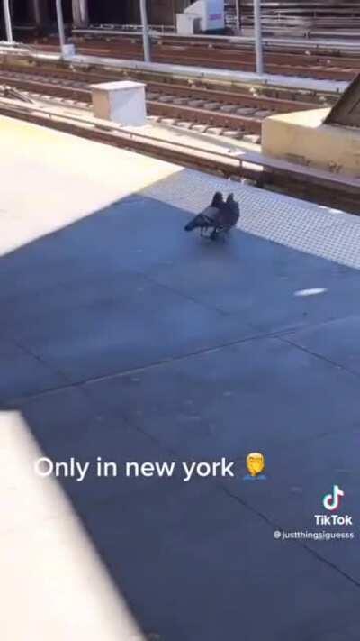 Savage pigeons lol
