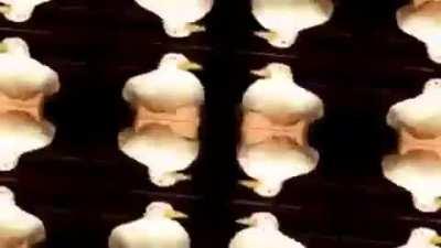 Have a nice dancing duck