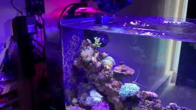My 13.5 nano reef one year in. (: