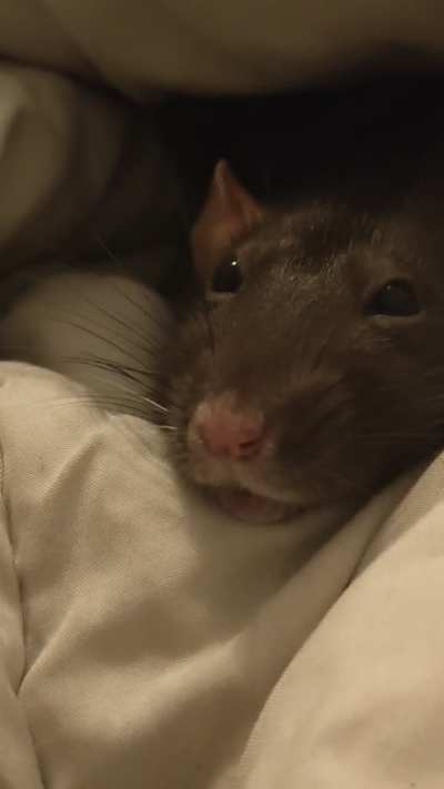 Rapido is in a good mood today