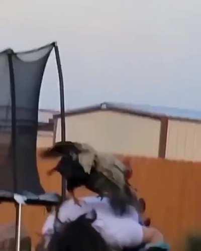 Rooster goes in for the kill