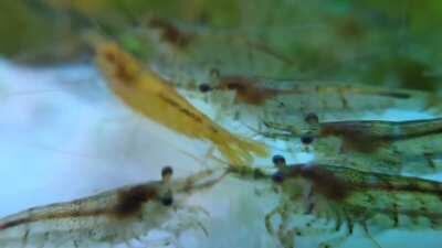 I've recorded my Amanos and Cherries while eating a cucumber using a small magnifying that fits on my phones lens. Love those little grabby claws ❤️