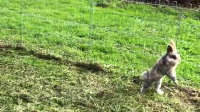 Got a slow-mo of my bun bun jumping ^-^