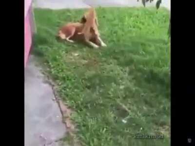 Cat jumps on dogs face