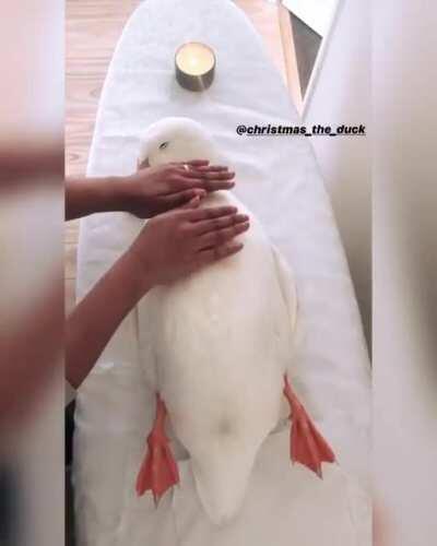 SpaBirb
