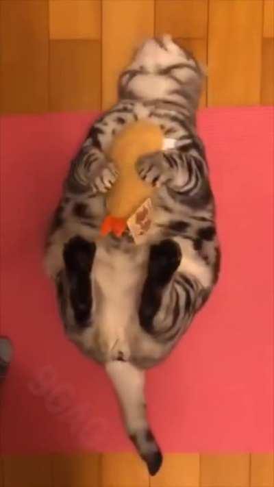Cat gets excited by his toy