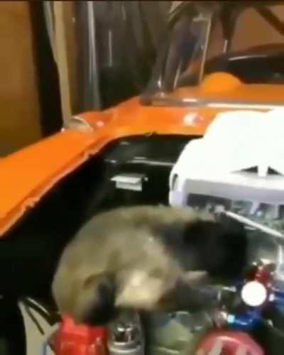 Macaco mecánico macaco mecánico