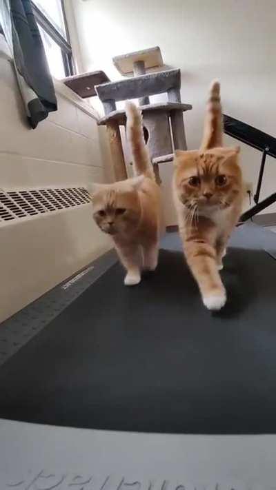 On the speedy path to fitness 🐾