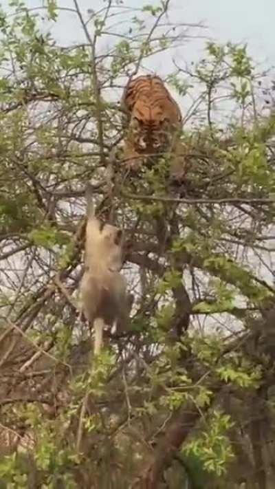 Tiger climbs the tree to get the monkey, but....