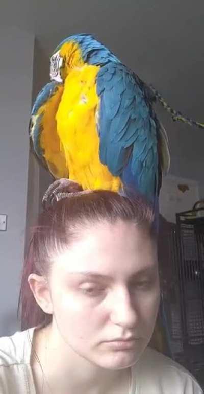 Someone please explain to Vincent, my head is not a preening post. Thanks.
