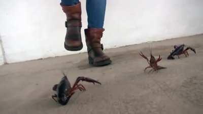 Crawfish is done for